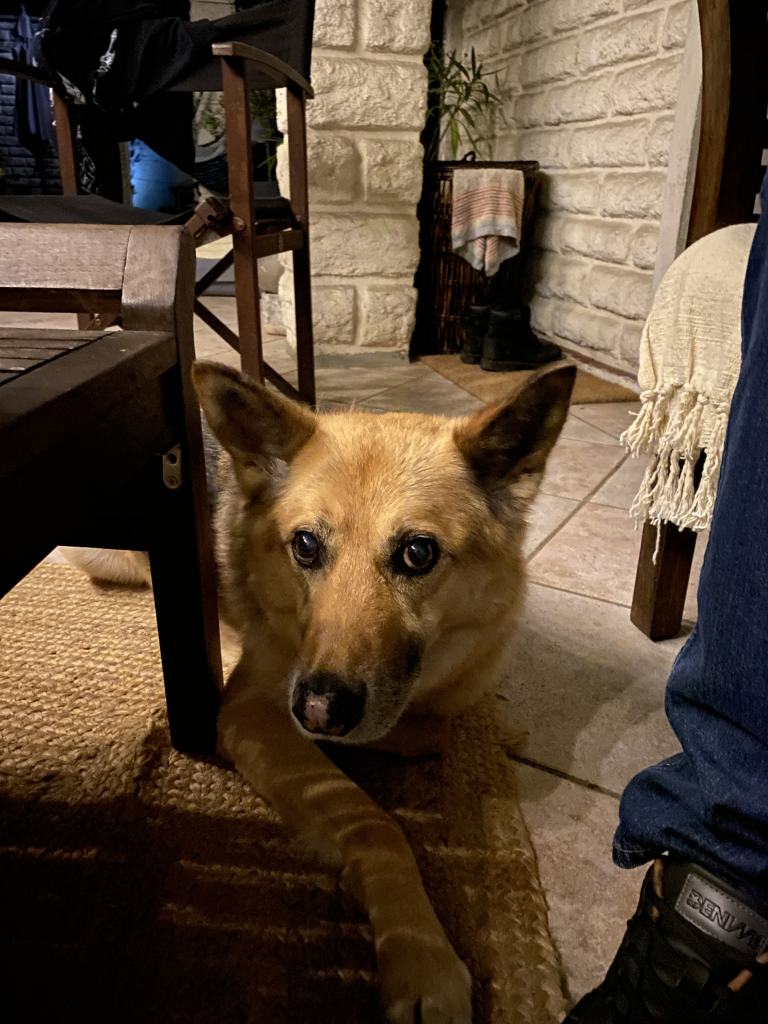 Oscarou, chien Husky croisé Berger Allemand