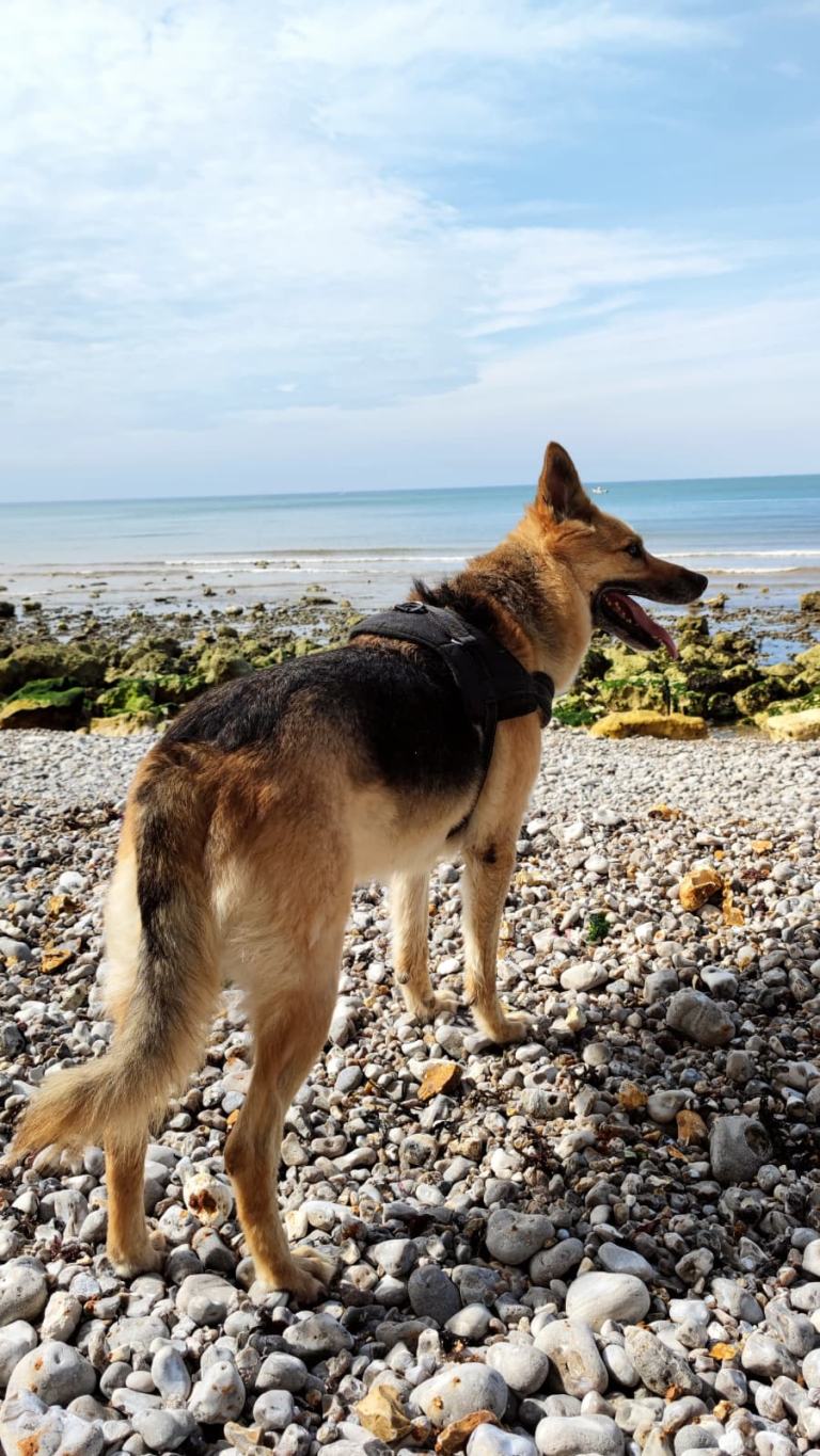 Oscarou, chien Husky croisé Berger Allemand