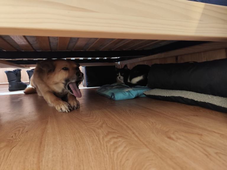 Oscarou, chien Husky croisé Berger Allemand