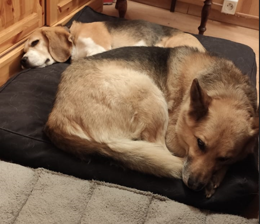 Oscarou, chien Husky croisé Berger Allemand