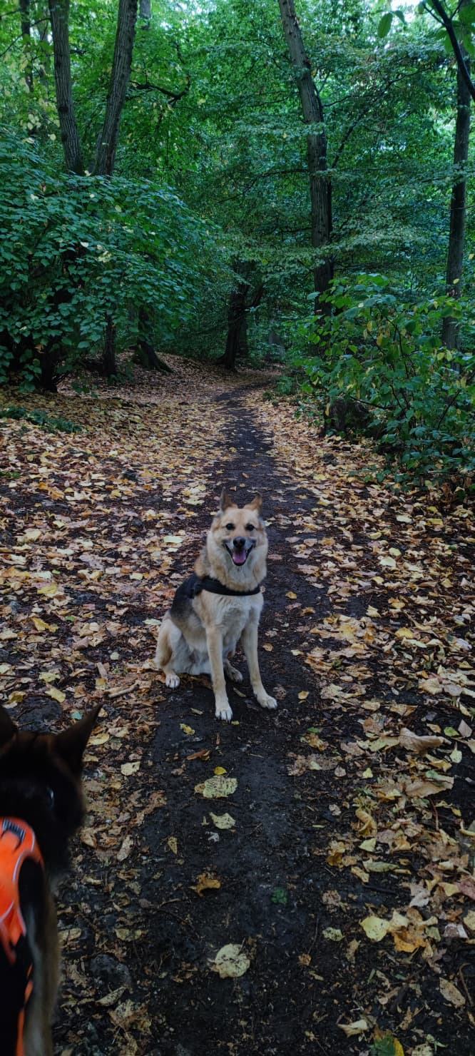 Oscarou, chien Husky croisé Berger Allemand