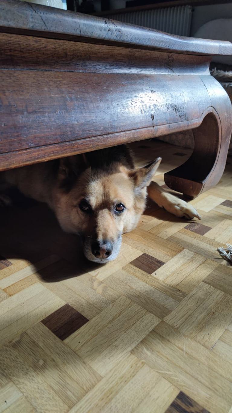 Oscarou, chien Husky croisé Berger Allemand